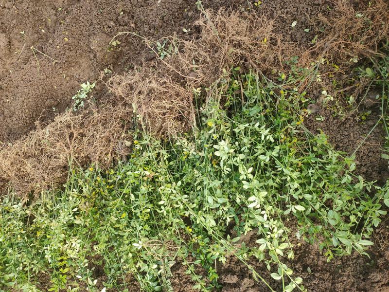 迎春花江苏省沭阳县基地大量供应无中介商赚差价