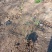 迎春花江苏省沭阳县基地大量供应无中介商赚差价