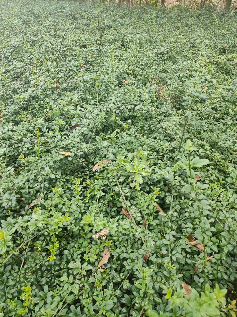 迎春花江苏省沭阳县基地大量供应无中介商赚差价
