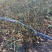 迎春花江苏省沭阳县基地大量供应无中介商赚差价