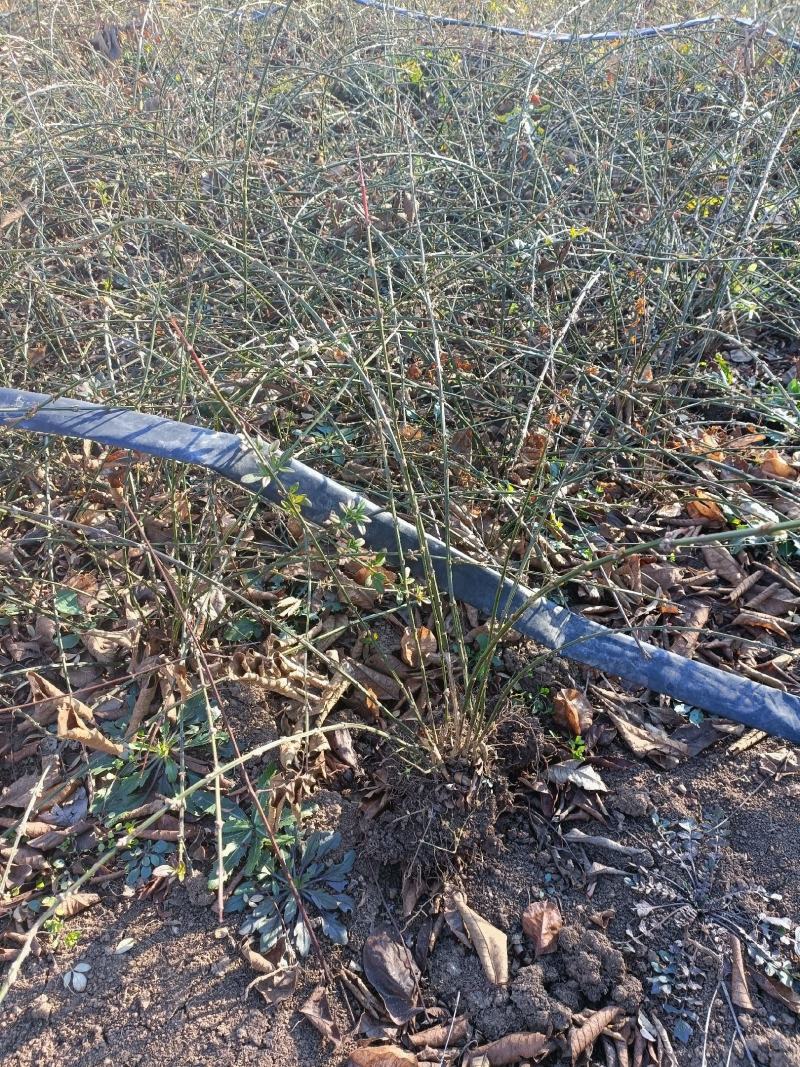 迎春花江苏省沭阳县基地大量供应无中介商赚差价