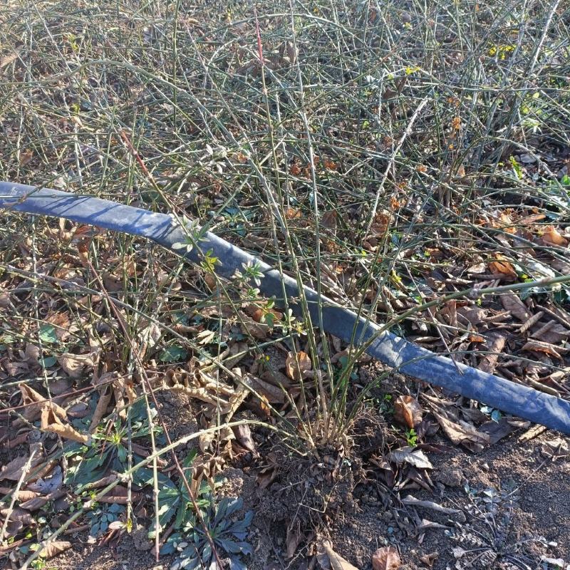 迎春花江苏省沭阳县基地大量供应无中介商赚差价