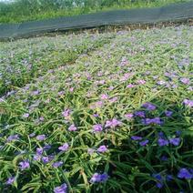 紫露草基地，一手货源，产地直发，大量供应