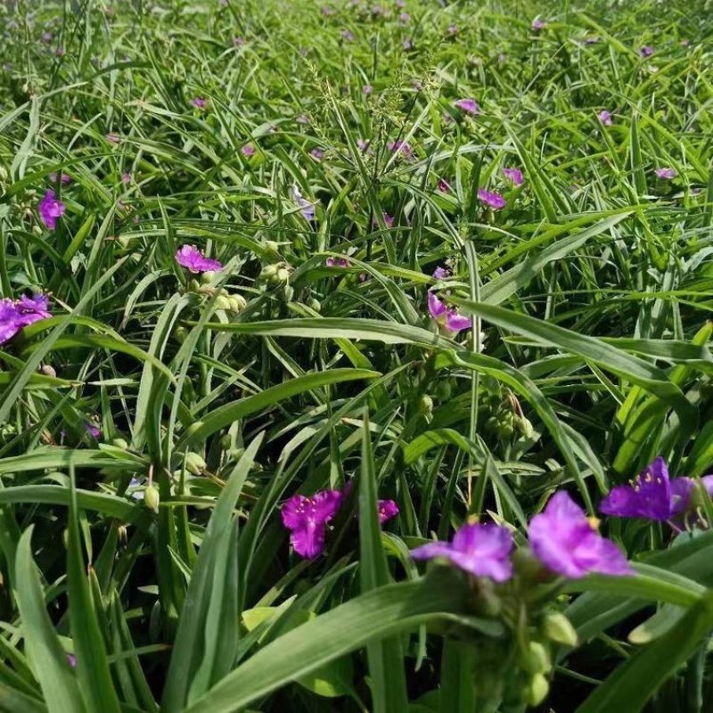紫露草基地，一手货源，产地直发，大量供应