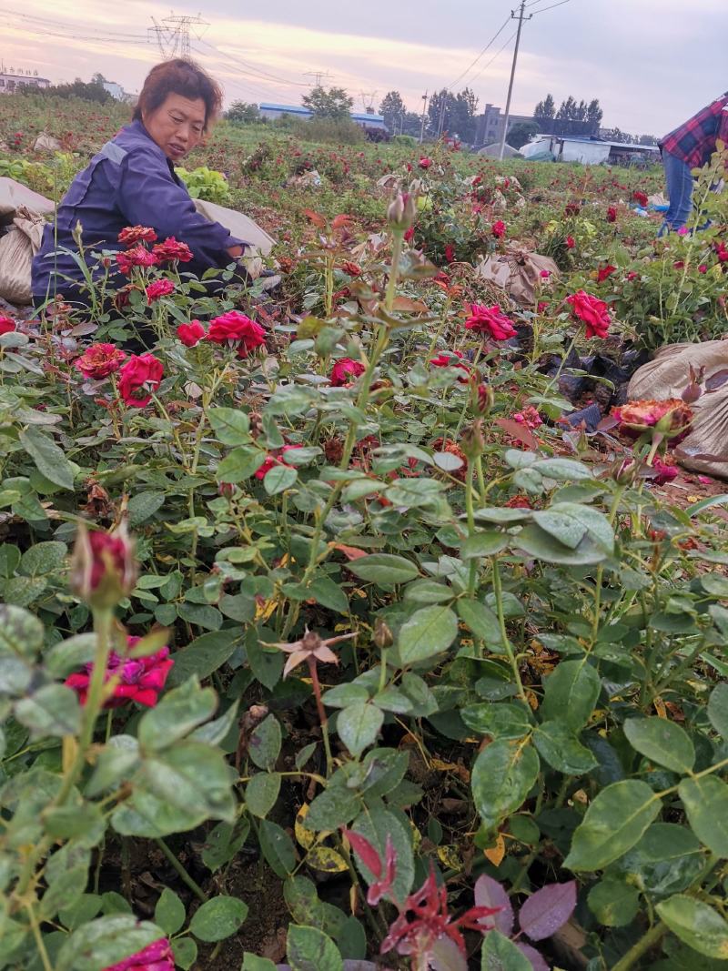 大花月季小苗大花月季杯苗裸根品种齐全基地直供