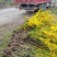 连翘江苏省沭阳县基地大量供应无中介商赚差价