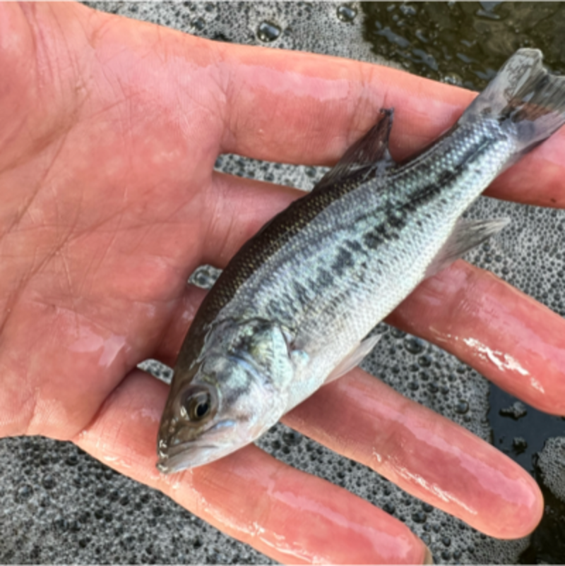 加州鲈鱼苗，优鲈一号鱼苗~育苗基地直供提供技指异跟踪。。