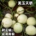 美玉天骄甜瓜种子，早熟薄皮耐裂高产耐湿热露地白皮甜瓜种子