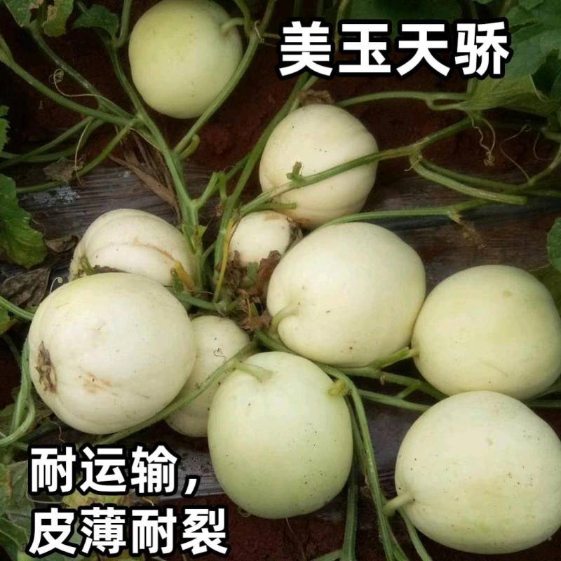 美玉天骄甜瓜种子，早熟薄皮耐裂高产耐湿热露地白皮甜瓜种子