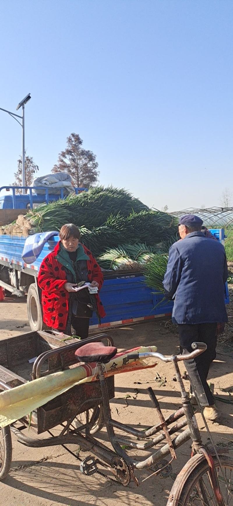 阜南分葱，精品分葱产地供应，走市场批发，加工脱水出口