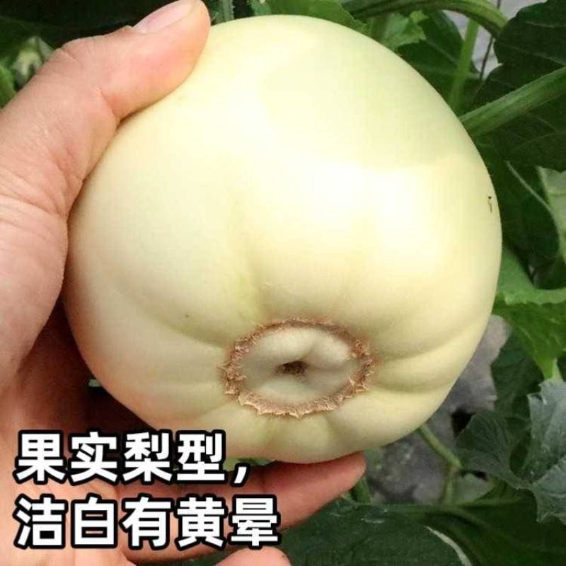 世纪甜王甜瓜种子早熟薄皮耐裂高产子蔓结瓜，白皮甜瓜种子