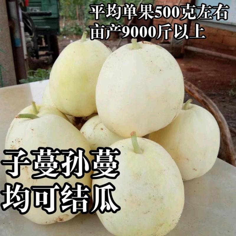 世纪甜王甜瓜种子早熟薄皮耐裂高产子蔓结瓜，白皮甜瓜种子