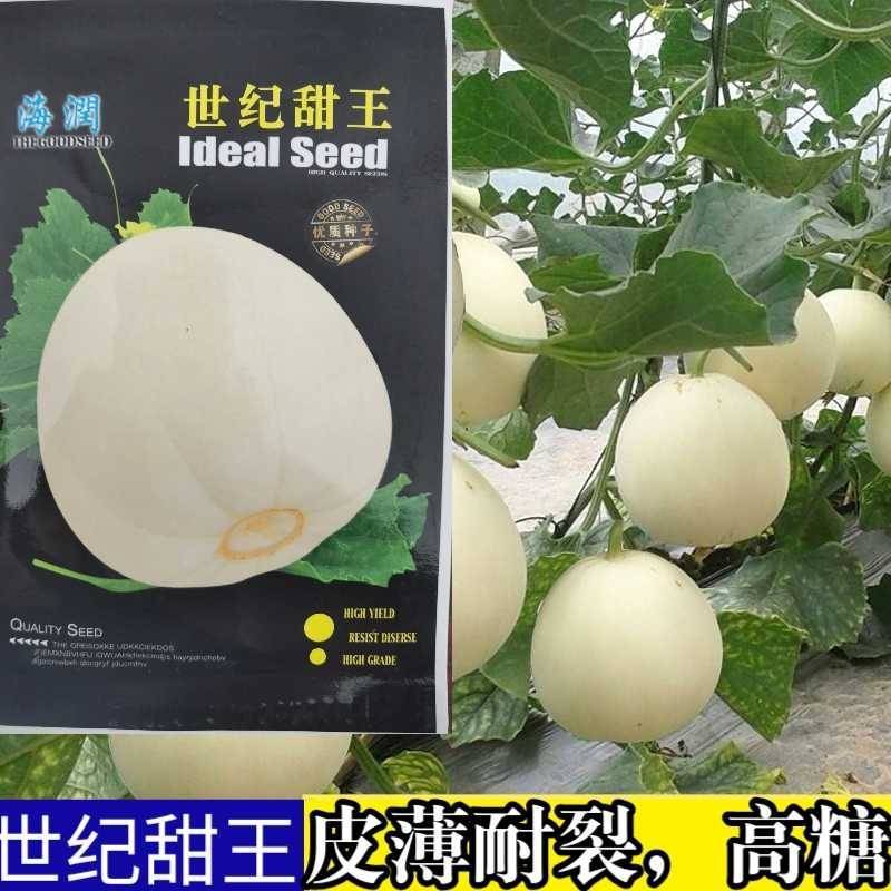 世纪甜王甜瓜种子早熟薄皮耐裂高产子蔓结瓜，白皮甜瓜种子