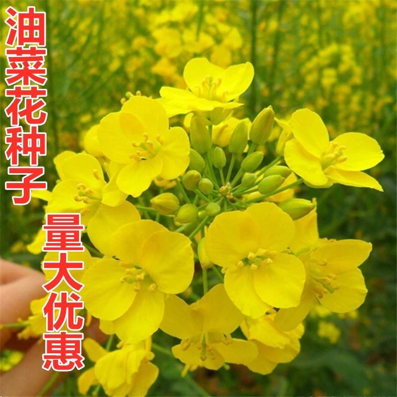 高产油菜种子绿化观赏彩色油菜花种子榨油原料油菜种子