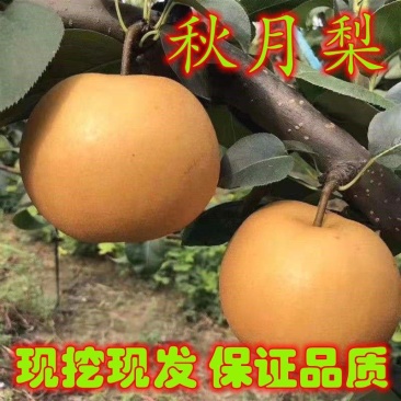 秋月梨果树苗冰糖蜜梨树苗嫁接晚熟梨苗南方北方种植当年