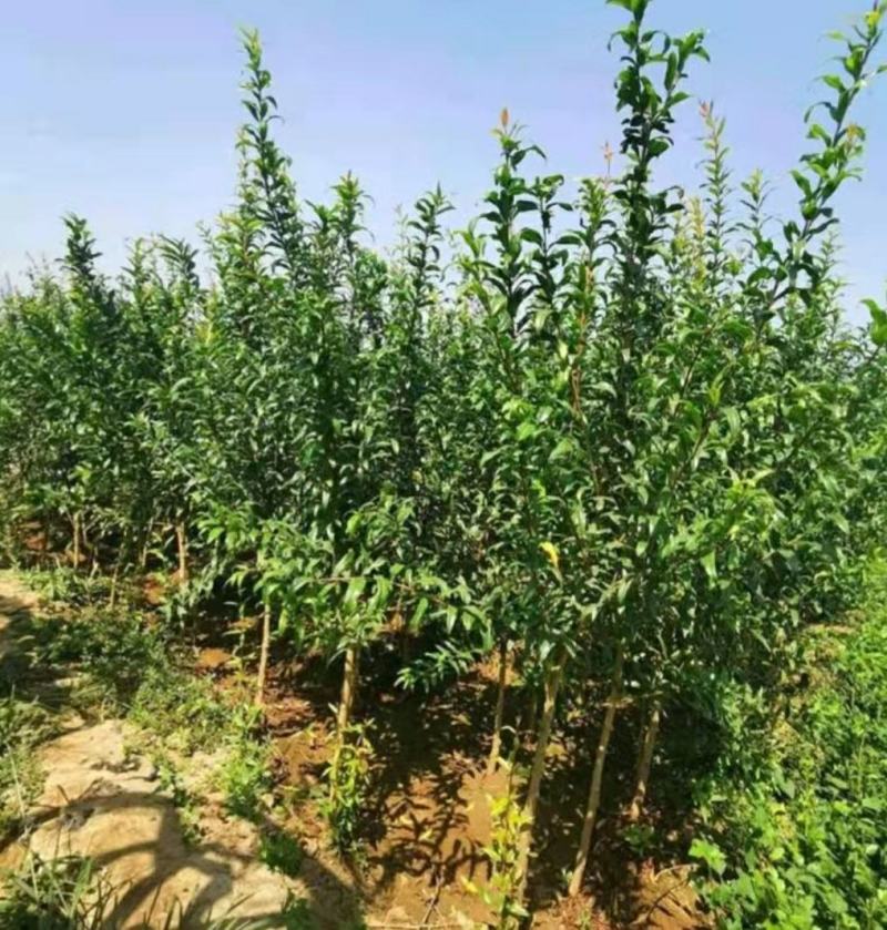 突尼斯软籽石榴树苗，大红袍石榴苗，泰山一号2，3，5公分