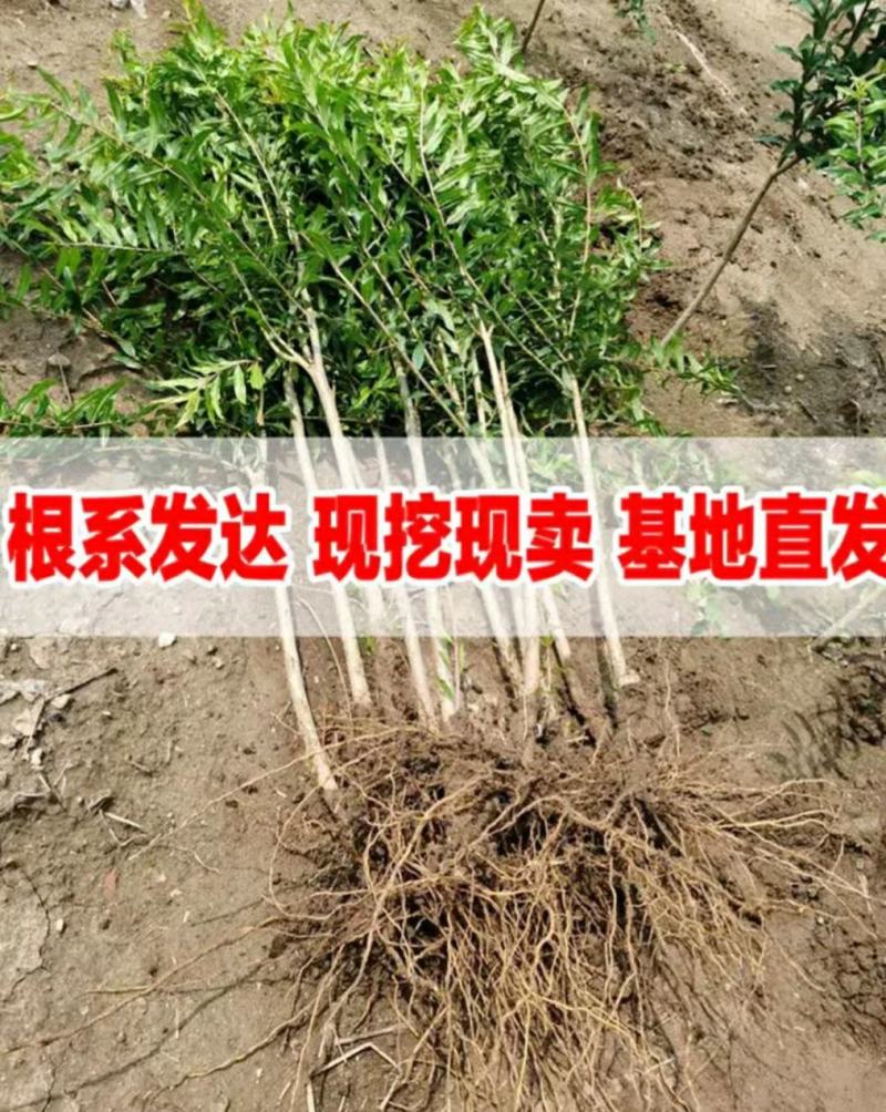 突尼斯软籽石榴树苗，大红袍石榴苗，泰山一号2，3，5公分