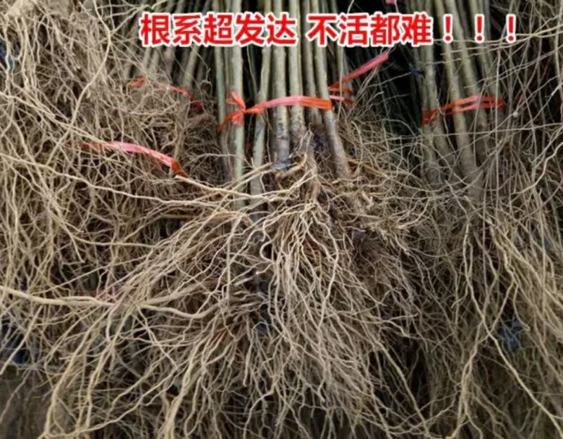 突尼斯软籽石榴树苗，大红袍石榴苗，泰山一号2，3，5公分