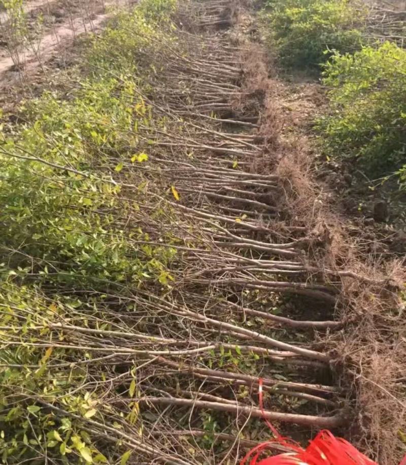 突尼斯软籽石榴树苗，大红袍石榴苗，泰山一号2，3，5公分