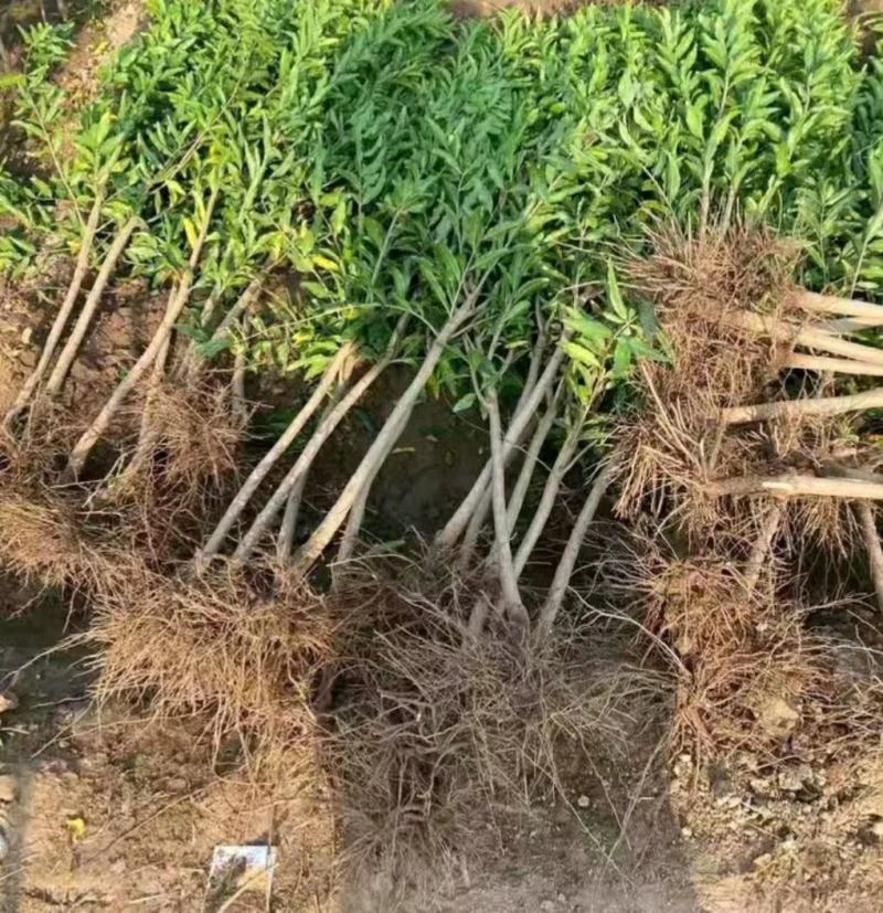 突尼斯软籽石榴树苗，大红袍石榴苗，泰山一号2，3，5公分
