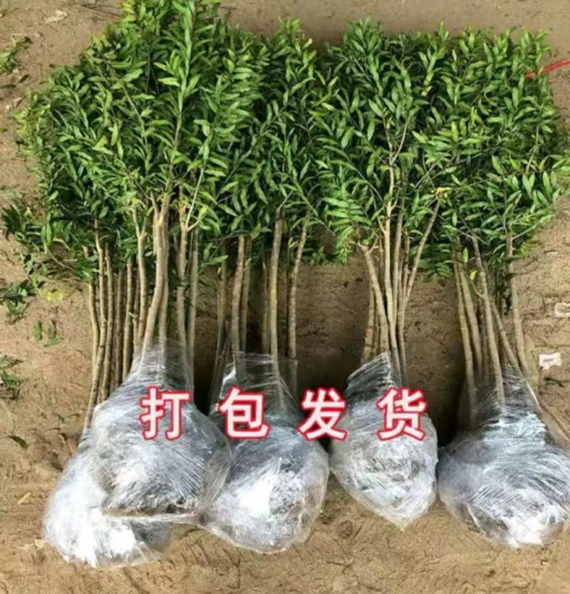 突尼斯软籽石榴树苗，大红袍石榴苗，泰山一号2，3，5公分