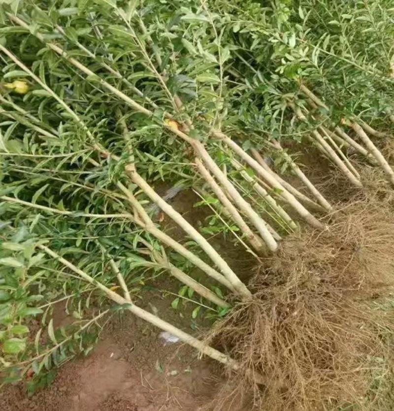突尼斯软籽石榴树苗，大红袍石榴苗，泰山一号2，3，5公分