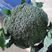 西兰花，大量上市，可来人实地看货，支持视频看货！！