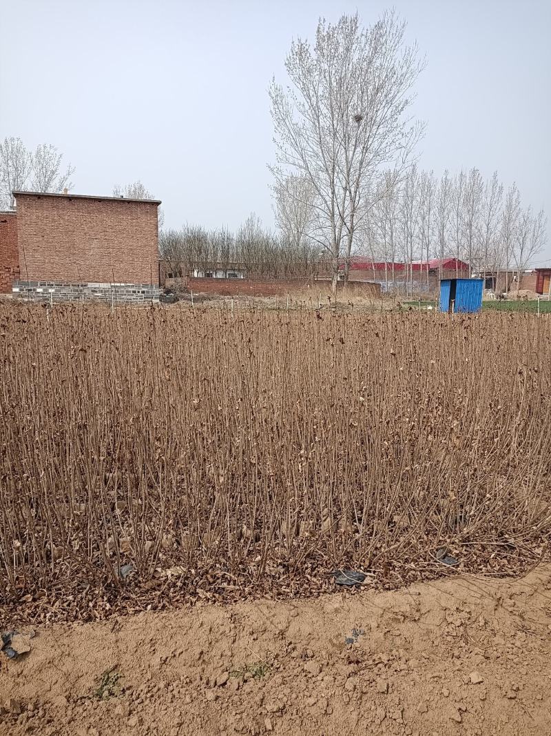 大量供应：高50-80cm红王子锦带，杯苗，土球苗