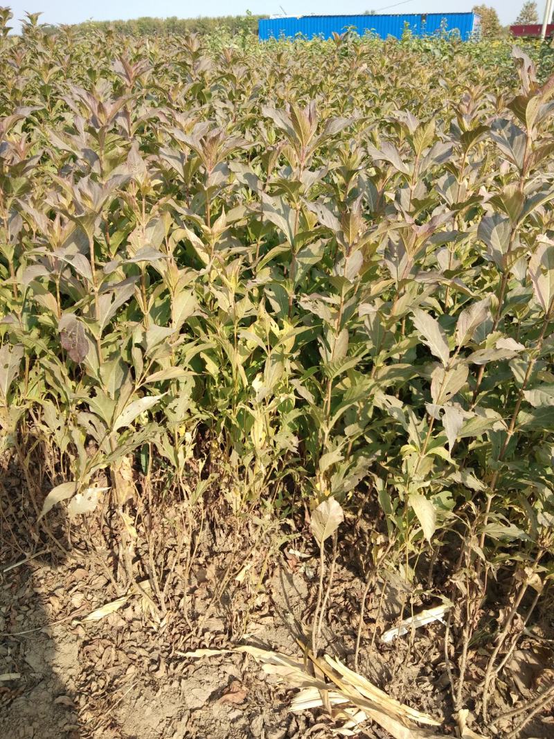 大量供应：高50-80cm红王子锦带，杯苗，土球苗