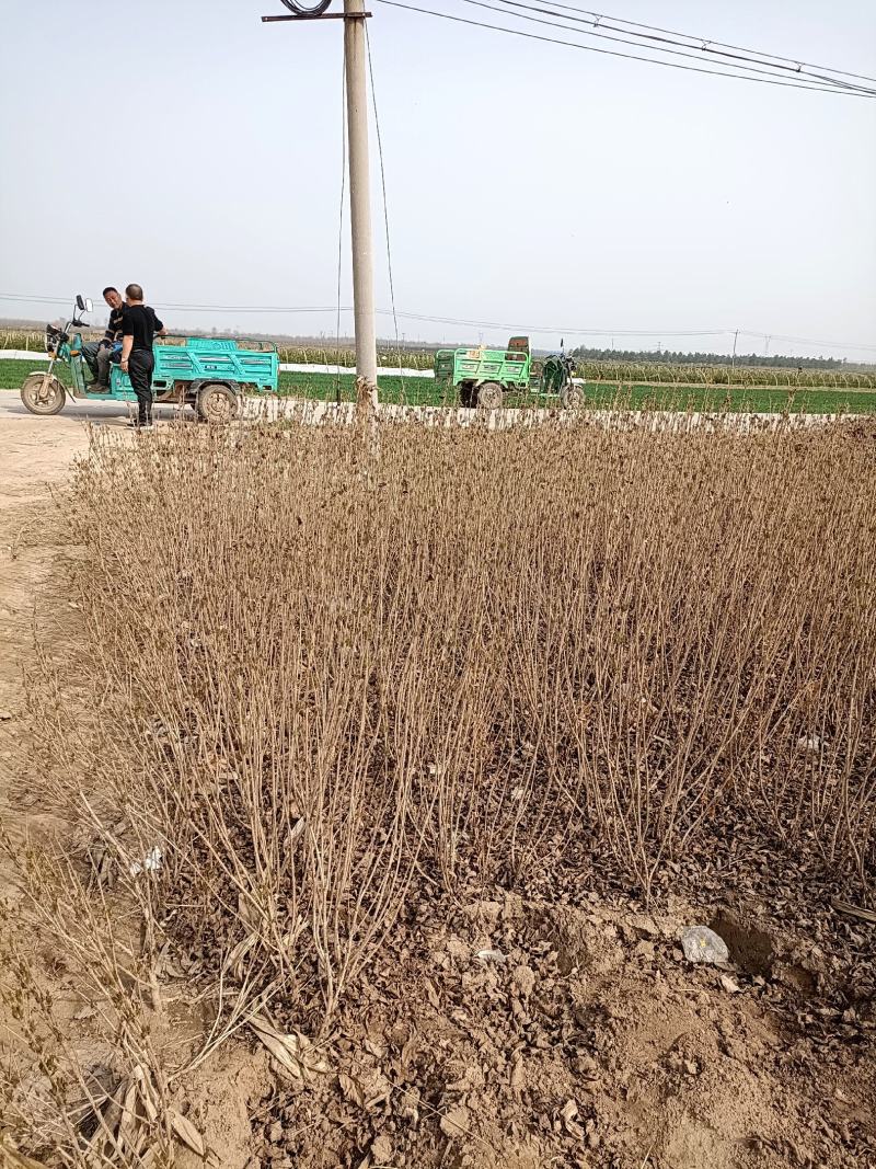 大量供应：高50-80cm红王子锦带，杯苗，土球苗