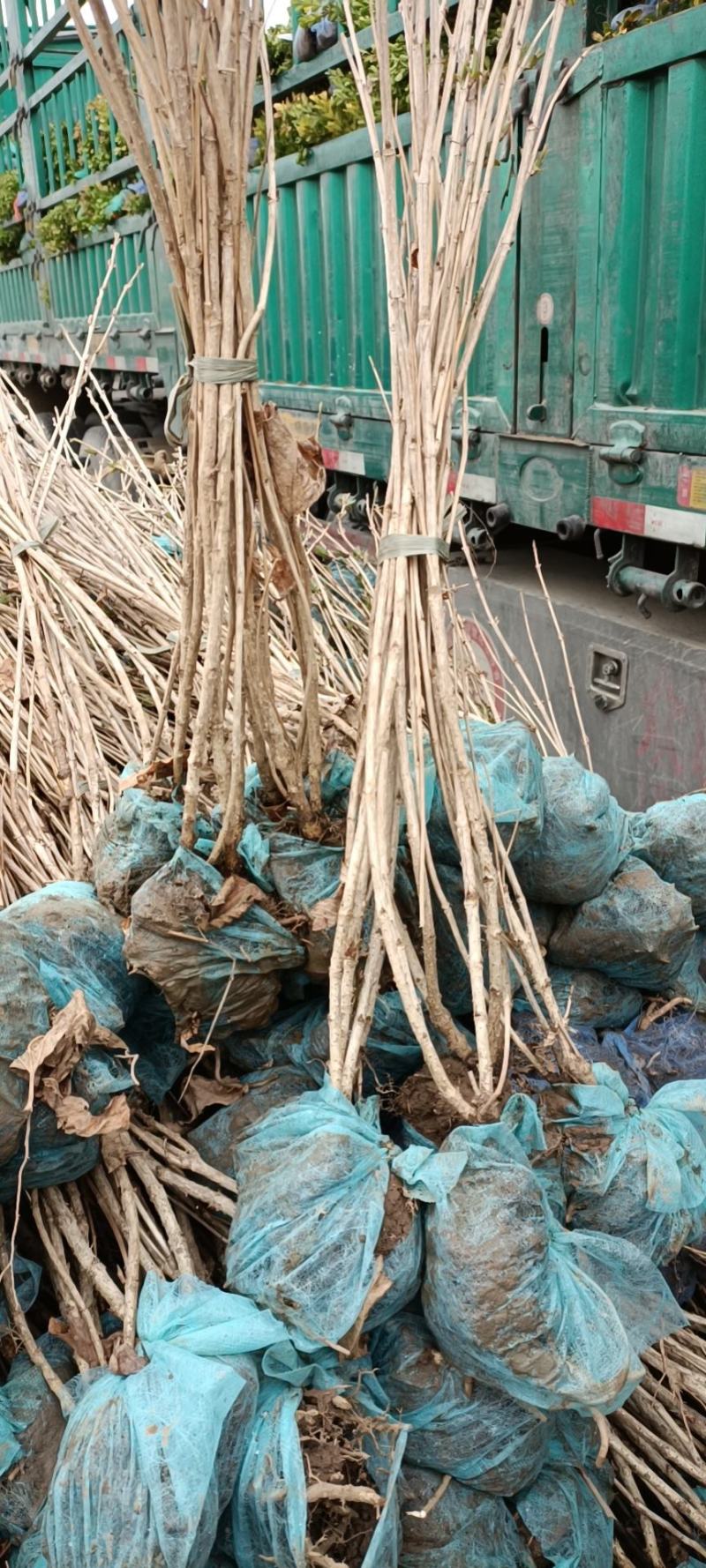 大量供应：高50-80cm红王子锦带，杯苗，土球苗