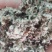 【优质好货】棉籽壳，品质优先，量大优惠，厂家直销！