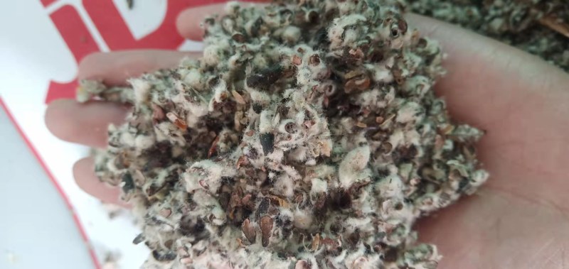 【优质好货】棉籽壳，品质优先，量大优惠，厂家直销！