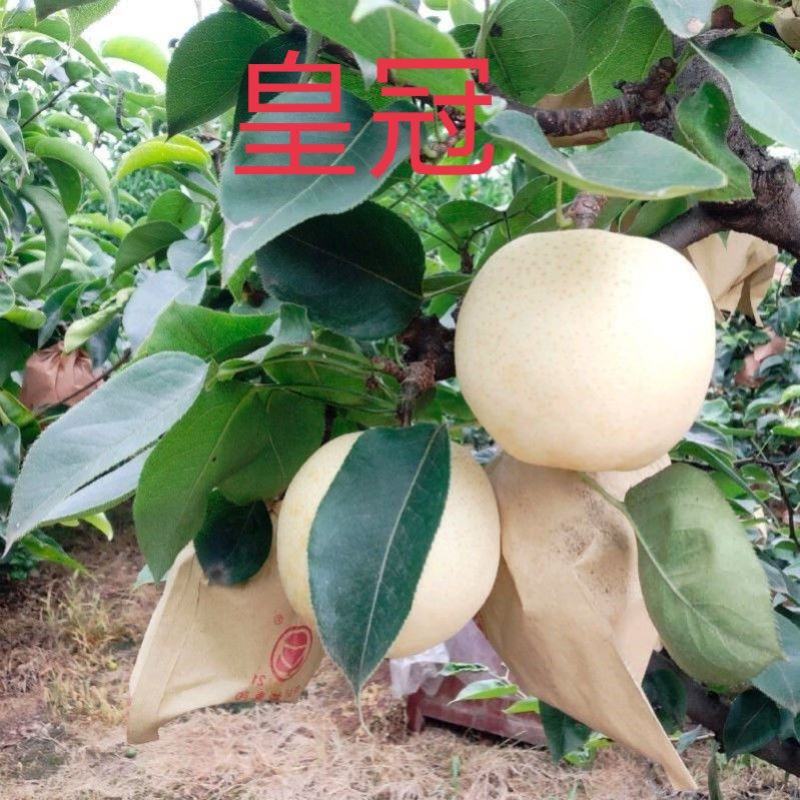梨树，红香酥、皇冠、玉露香、中梨4号，自家苗圃