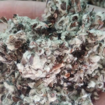 【优质好货】棉籽壳，品质优先，量大优惠，厂家直销！