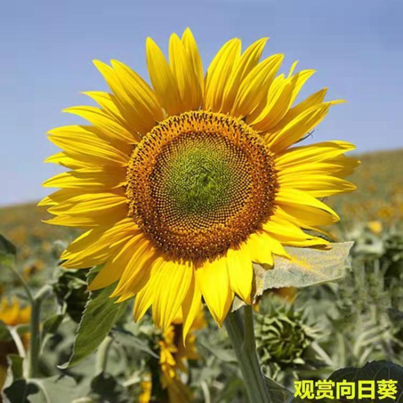 多头向日葵种子食用向日葵盆栽彩色向日葵玩具熊向日葵油葵种