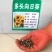 多头向日葵种子食用向日葵盆栽彩色向日葵玩具熊向日葵油葵种