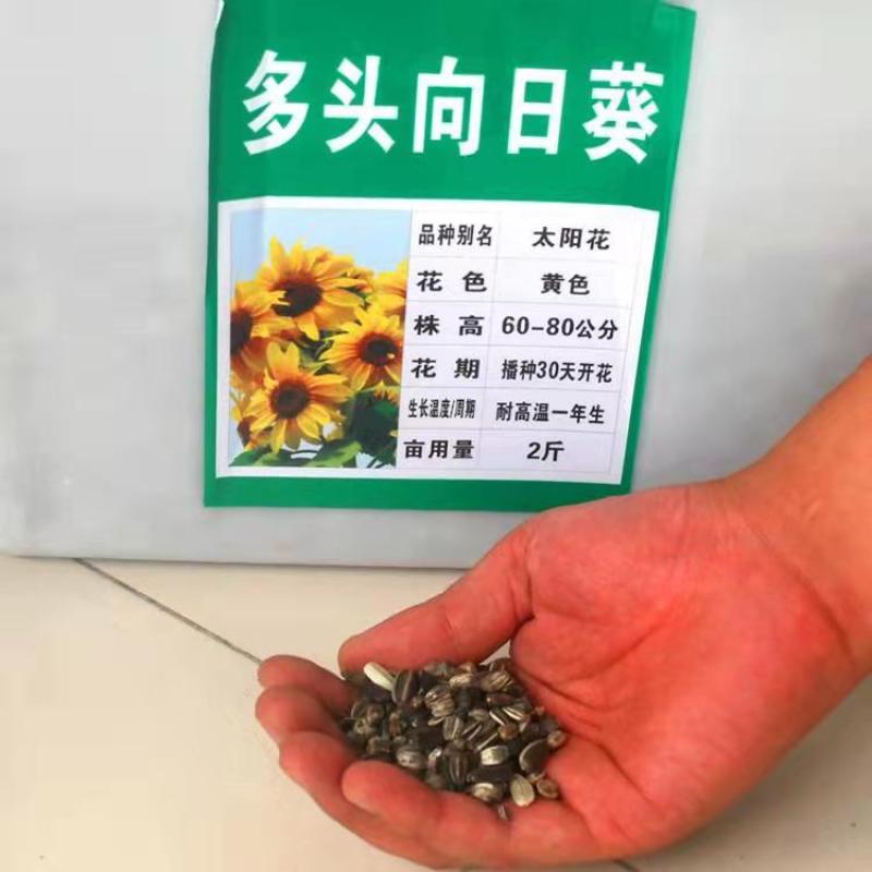 多头向日葵种子食用向日葵盆栽彩色向日葵玩具熊向日葵油葵种