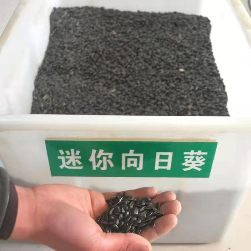 多头向日葵种子食用向日葵盆栽彩色向日葵玩具熊向日葵油葵种