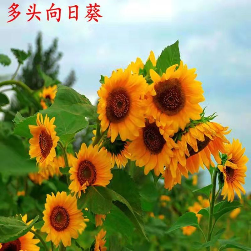多头向日葵种子食用向日葵盆栽彩色向日葵玩具熊向日葵油葵种
