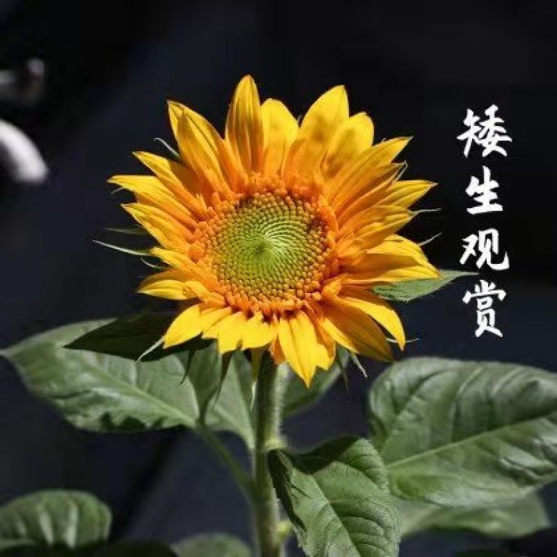 多头向日葵种子食用向日葵盆栽彩色向日葵玩具熊向日葵油葵种