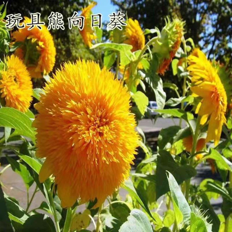 多头向日葵种子食用向日葵盆栽彩色向日葵玩具熊向日葵油葵种