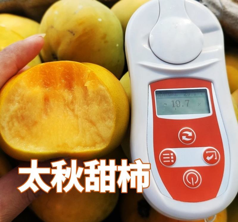 正宗太秋甜柿苗，专业技术指导，保您成功！
