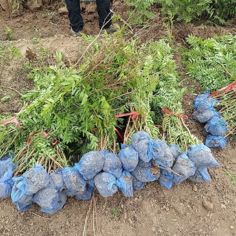 大量低价出售，高60-1.2米，珍珠梅，大堆珍珠梅