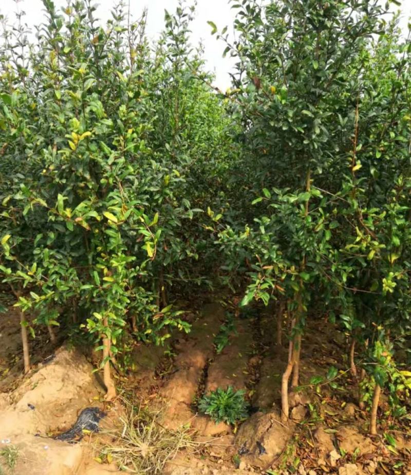 果石榴树泰山红石榴，红宝石，突尼斯软籽石榴树。2，5公分