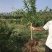 果石榴树泰山红石榴，红宝石，突尼斯软籽石榴树。2，5公分