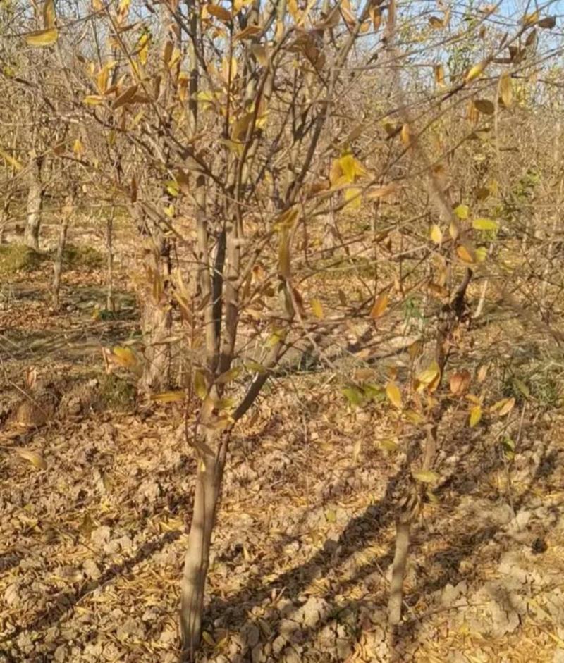 果石榴树泰山红石榴，红宝石，突尼斯软籽石榴树。2，5公分