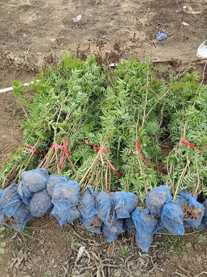 大量低价出售，高60-1.2米，珍珠梅，大堆珍珠梅