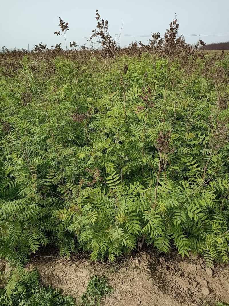 大量低价出售，高60-1.2米，珍珠梅，大堆珍珠梅