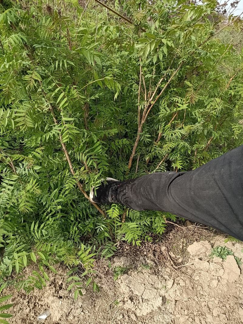 大量低价出售，高60-1.2米，珍珠梅，大堆珍珠梅